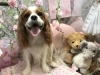 7月4日 シャンプーコースのロンちゃん 犬猫のトリミング屋さんぽちのうち 犬 猫のトリミング屋さん ぽちのうちのニュース まいぷれ 船橋市