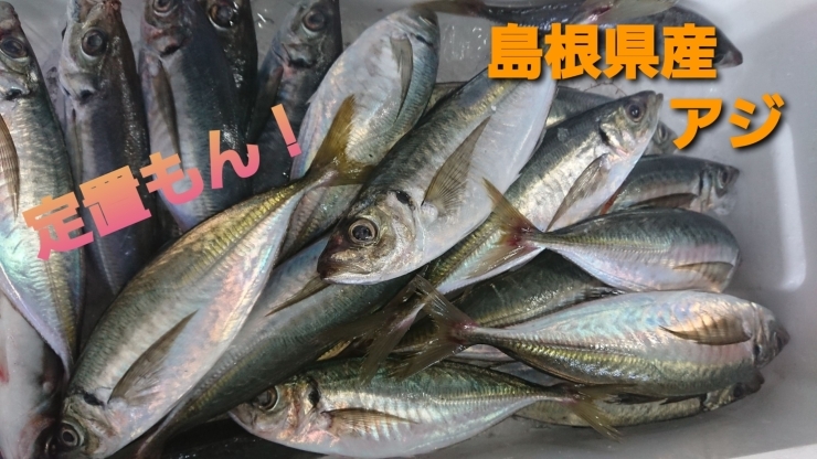 【定置もん！】島根県産アジ「○本日のお刺身【定置もん・島根県産アジ】【釣りもん・島根県産キントキダイ】」