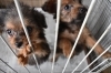 朝倉で可愛いペット 子犬 をみつけるなら ブルメイト ブルメイトの子犬のニュース まいぷれ 朝倉 うきは 筑前 東峰