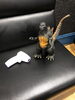 ゴジラくんの席は座れません、ごめんなさい「18席を10席にして営業しています」
