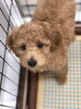 パパママ募集中　トイプードル男の子「トイプードル(^｡^)仔犬紹介」