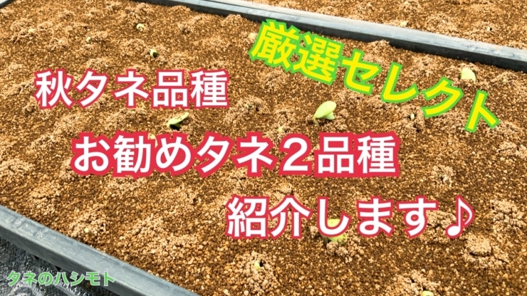 「【家庭菜園向けに最適】秋タネの品種紹介　タネのハシモト」