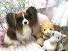 7月4日 シャンプーコースのしゅんすけちゃん 犬猫のトリミング屋さんぽちのうち 犬 猫のトリミング屋さん ぽちのうちのニュース まいぷれ 船橋市