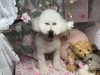 7月6日 カットコースのミッキーちゃん 犬猫のトリミング屋