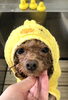 ひよこポワンくん　(๑･̑◡･̑๑)「ポワンくんパック中〜　♡」
