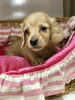 ミニチュアダックス　男の子「ミニチュアダックス　仔犬紹介( ^ω^ )」