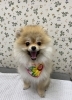つぐみちゃん♡「今日のわんちゃん☆（西京区トリミングサロン・ペットホテル・訓練）」