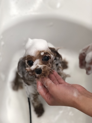 パック中〜のむぎちゃん（╹◡╹）「泡泡ちゃん　^o^」