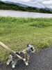水位の高い河川敷周りです。「洪水警報が…」