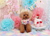 Happybirthdayココちゃん「Anniversaryphoto　(*^-^*)」