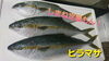【定置もん】島根県産ヒラマサ「○本日のお刺身【定置もん】【島根県産ヒラマサ】」