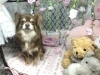 7月12日 シャンプーコースの茶々丸ちゃん 犬猫のトリミング屋さんぽちのうち 犬 猫のトリミング屋さん ぽちのうちのニュース まいぷれ 船橋市