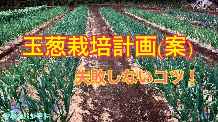 「タマネギ栽培【成功の秘訣】　タネのハシモト」