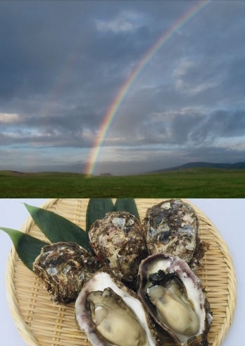 「7/16(木)『虹の日』です。本日のおすすめmenuは✨新潟県産天然岩牡蠣……¥900-(2個入)です。漁協の食堂で✨海のミルク✨を味わってみてはいかがでしょうか？(｀✧ω✧´)」