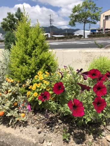 「花壇のお花☀」