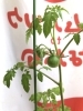 とまと1「トマトくん成長中」