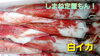 【定置もん】島根県産白イカ「○本日のお刺身○【定置もん】【島根県産白イカ、ヒラマサ】」