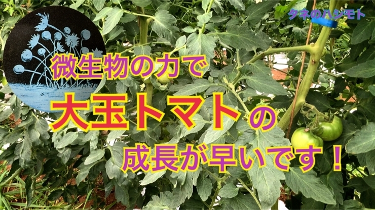 「大玉トマトで成長が早まる方法！　タネのハシモト」