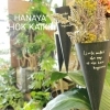 「【はなやホック皆生店】おしゃれで強い観葉植物」