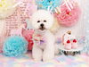 Happybirthday福くん「Anniversaryphoto　(*^-^*)」