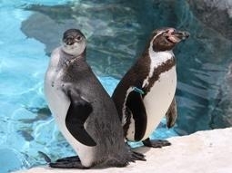 「第32回とべ動物園動物画コンクールを開催します。」