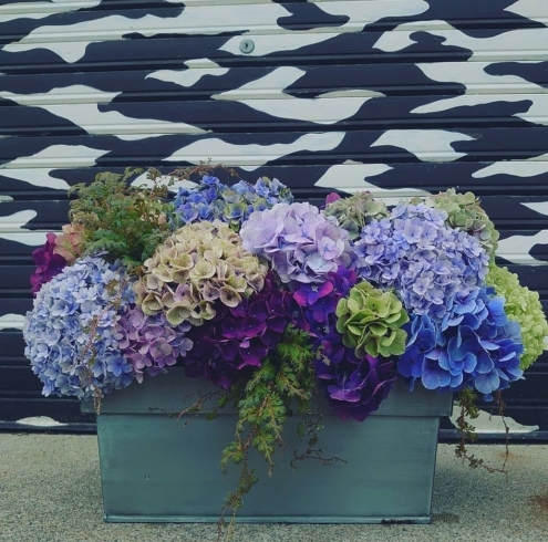 豊かな紫陽花✨「祝オープン㊗️」