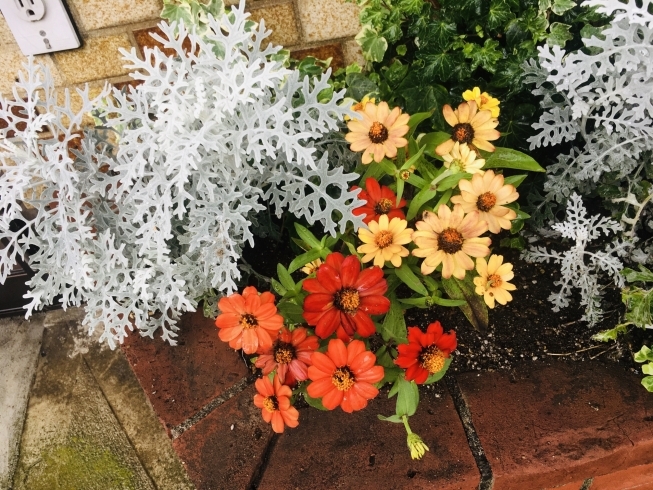 ダスティミラーと鮮やかな花色のコントラスト豊かに「お庭の管理」