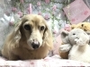 7月日 カットコースのメルちゃん 犬猫のトリミング屋