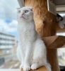 朝に弱い大福 ネコcafe 猫と木のニュース まいぷれ 福島市