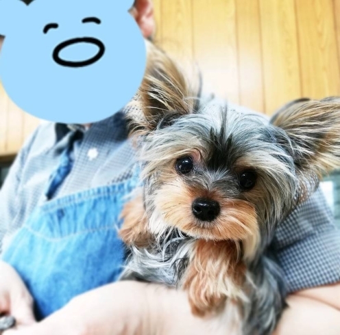「子犬パピーちゃんのトリミング♪社会化HappyTail新潟犬の保育園」