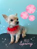「可愛い子ちゃん♡Dog salon mofu mofu余市町」