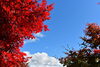 紅葉と青空「🍁【山あじさい小径に染まる秋】」