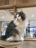 「じーっと眺めるイズくん【宮崎ナナイロ(メガドンキ)にある猫カフェ・漫画・ドリンクバー・ワークプレイス】」