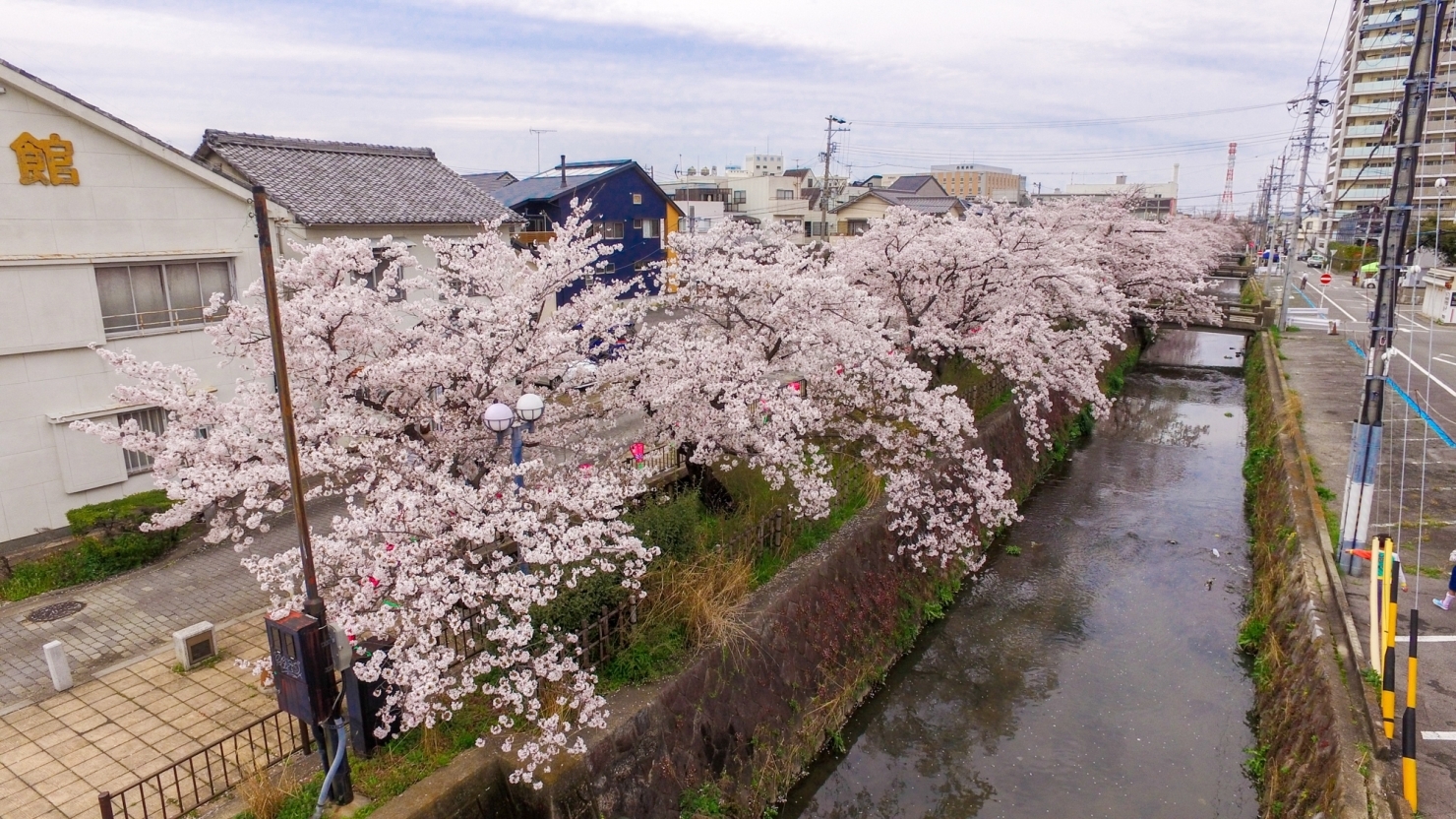 西尾市内では一番有名なお花見スポットでしょうか