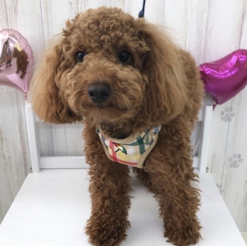 炭酸泉でふわふわ トイプードル 柴犬 シュナウザー ポメラニアン 苫小牧 トリミング ペットサロンエルサ ペットサロン エルサのニュース まいぷれ 苫小牧市 炭酸泉でふわふわ トイプードル 柴犬 シュナウザー ポメラニアン 苫小牧 トリミング ペットサロンエルサ ペットサロン エルサのニュース まいぷれ 苫小牧市