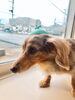「新潟駅近♪空港フェリーに近い★ペットホテル♪長期預かりHappyTail」