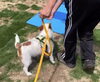 「＼パピーパーティ、開催しました🎈🐶／」