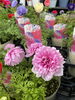 アネモネ:凛々花「入荷日」
