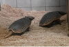 「〈3/10,3/11〉南米獣舎室内展示場を閉鎖します」