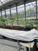 でも、中には元気な苗も。頑張れ！「植えたばかりの「かおりの」🌱葉と茎をじっくり見守る観察の日々がスタートです！」