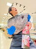 「📣 15日 11:00〜 本鮪 即売会‼️🐟」