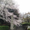 ■桜特集■長久手　古戦場公園