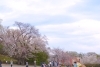 横浜市港北区のお花見スポット 高田西公園 港北区のお花見特集 桜 梅の名所一覧 まいぷれ 横浜市港北区