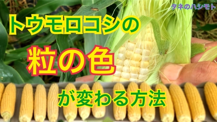 「【何処まで交雑するか？】トウモロコシの着色を調査しました！　タネのハシモト」