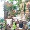 「『はなやホック皆生店』観葉植物」
