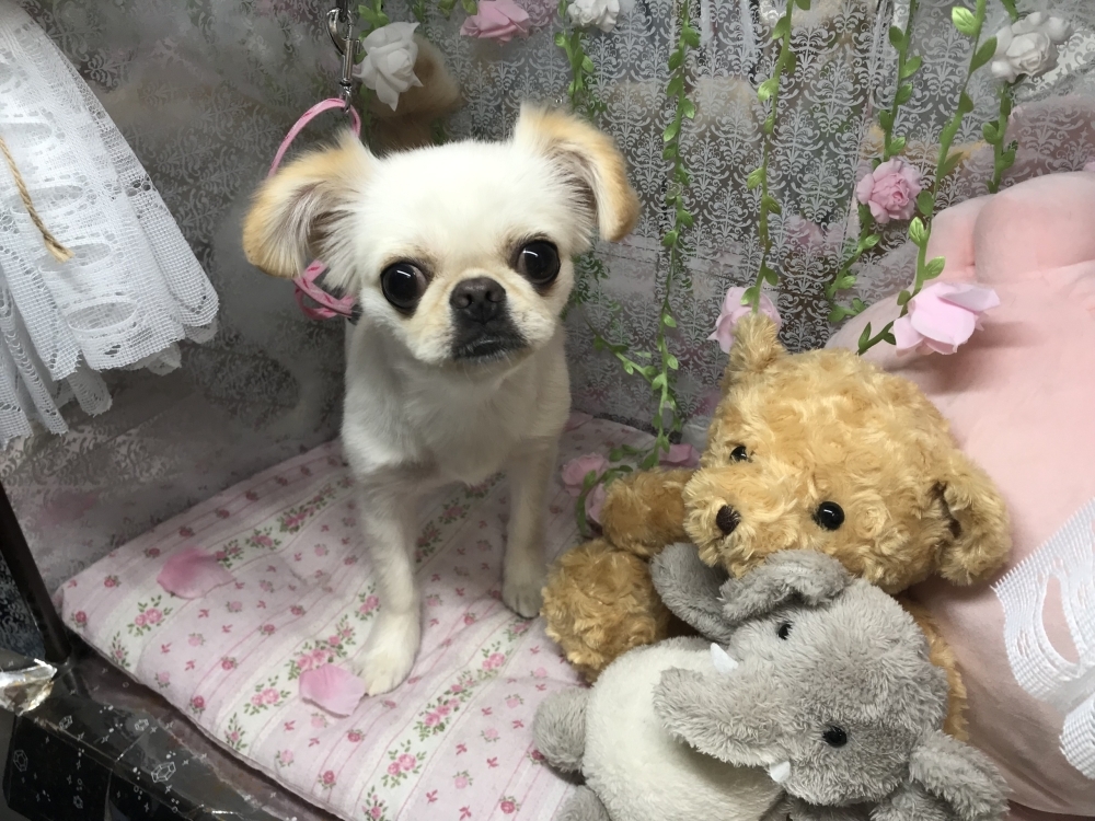 7月22日 カットコースのきなこちゃん 犬猫のトリミング屋