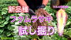 「サツマイモの試し掘り【ふくむらさき編】　タネのハシモト」