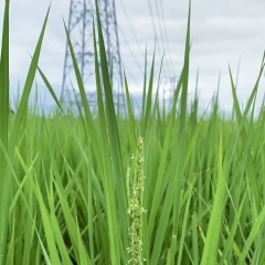 稲の花が咲き始めました☆