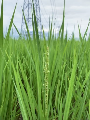 稲の花です♪「稲の花が咲き始めました☆」