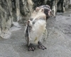 そろそろ換羽終わりそう「ペンギンの衣替え」